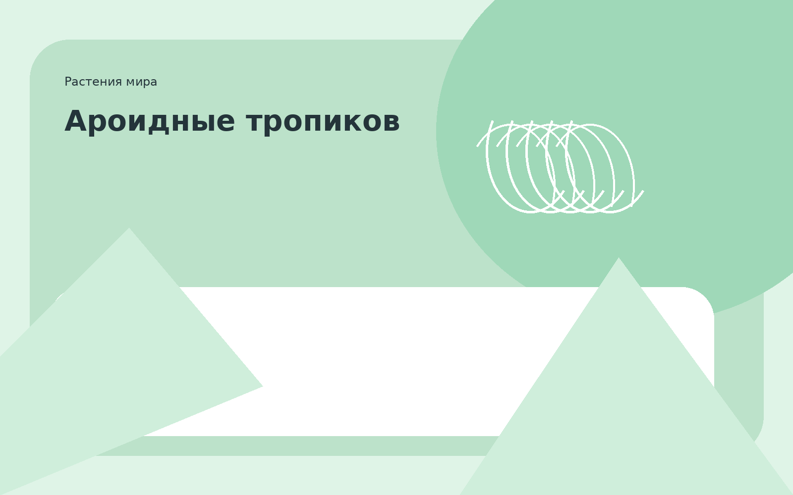 Ароидные тропиков